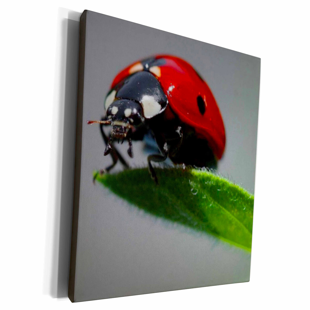 3dRose Taiche Photography - Insects Ladybug - Museum Grade Canvas Wrap (cw_21324)