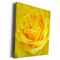 3dRose Taiche Photography - Rose Yellow - Museum Grade Canvas Wrap (cw_21383)