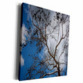 3dRose Skeleton of A Pine Tree Against Sky and Clouds - Museum Grade Canvas Wrap (cw_214108)
