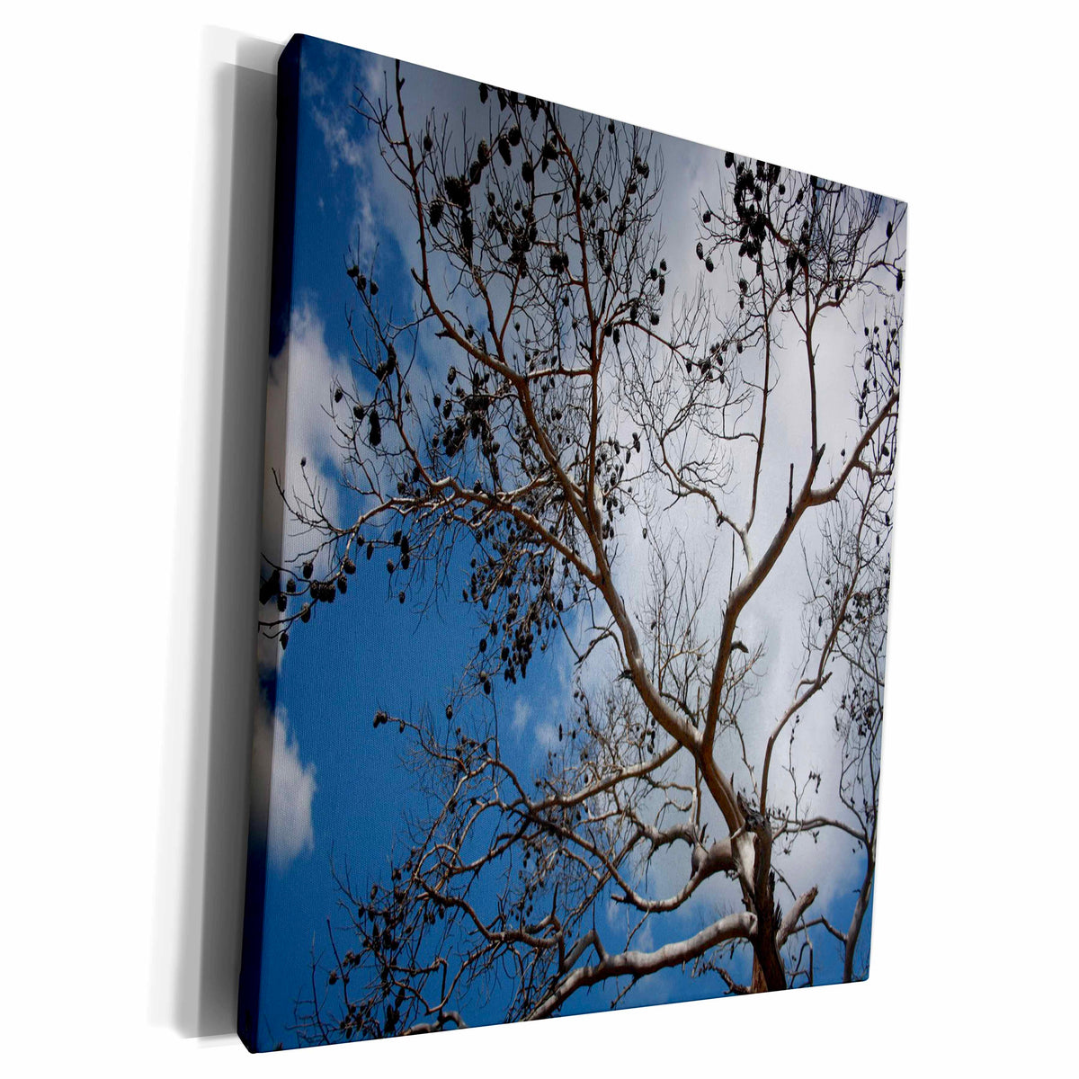 3dRose Skeleton of A Pine Tree Against Sky and Clouds - Museum Grade Canvas Wrap (cw_214108)