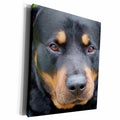 3dRose Beautiful Female Rottweiler Portrait Vector - Museum Grade Canvas Wrap (cw_214113)