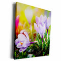 3dRose Crocus Flowers with Colorful Background - Museum Grade Canvas Wrap (cw_214328)