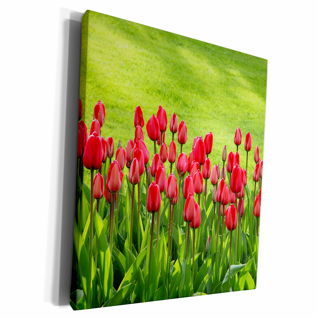 3dRose RinaPiro - Flowers - Red tulips field - Museum Grade Canvas Wrap (cw_215159)