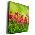 3dRose RinaPiro - Flowers - Red tulips field - Museum Grade Canvas Wrap (cw_215159)