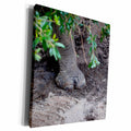 3dRose Rhino Foot On Sand Under Tree - Museum Grade Canvas Wrap (cw_216014)