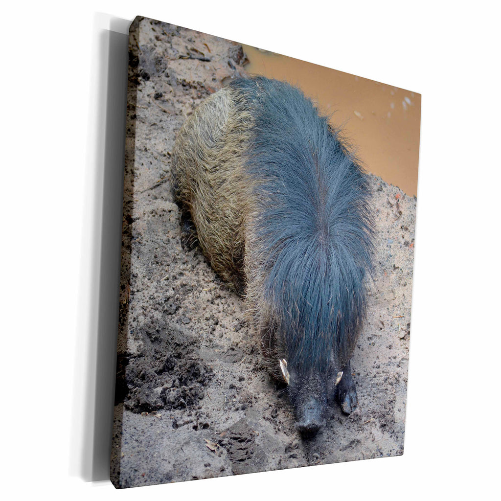 3dRose Warthog Pig Mohawk Resting Animal - Museum Grade Canvas Wrap (cw_216028)