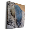 3dRose Warthog Pig Mohawk Resting Animal - Museum Grade Canvas Wrap (cw_216028)