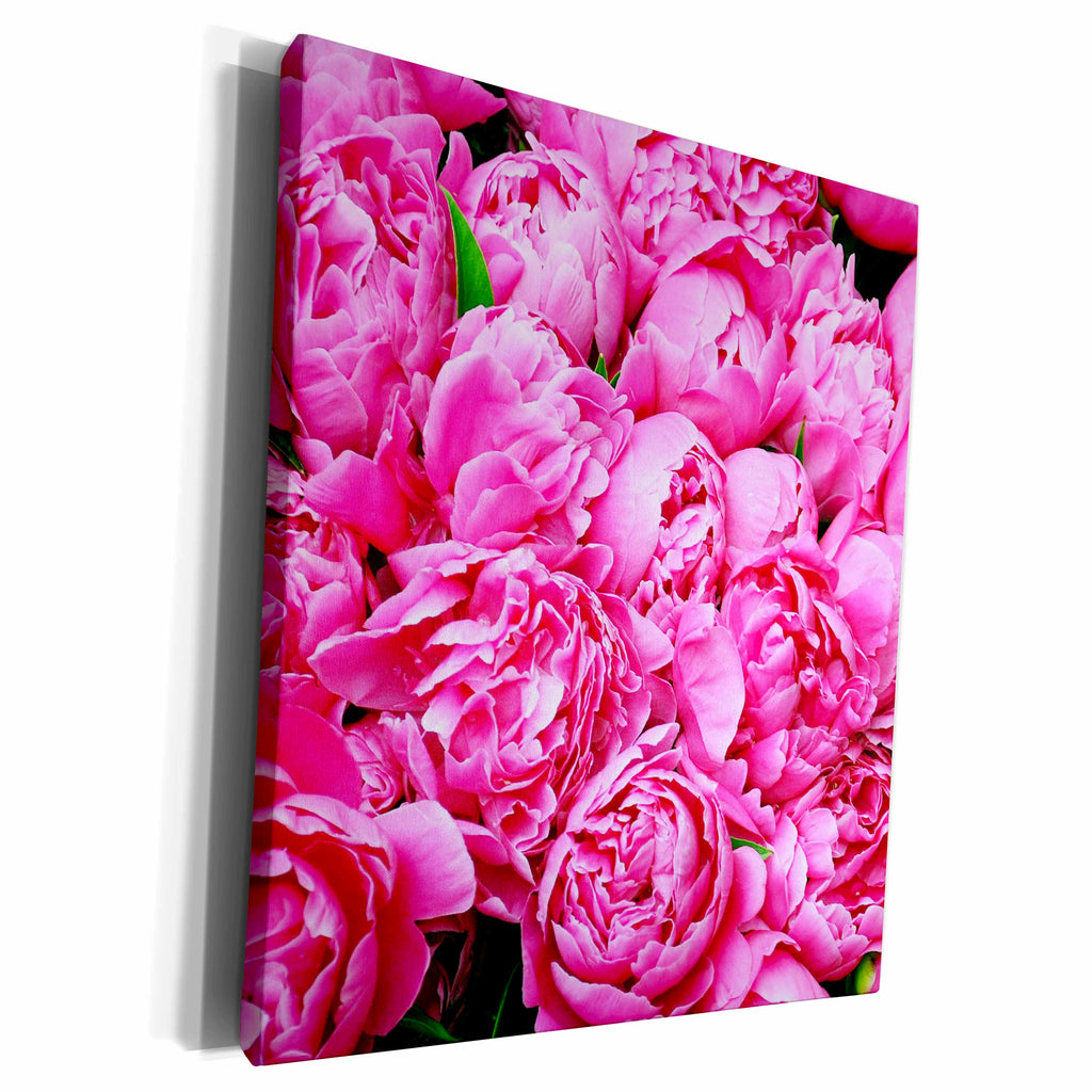 3dRose RinaPiro - Flowers - Pink Peonies. Popular image. - Museum Grade Canvas Wrap (cw_218231)