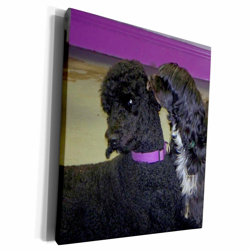 3dRose poodle and lowchen - Museum Grade Canvas Wrap (cw_22246)