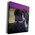 3dRose poodle and lowchen - Museum Grade Canvas Wrap (cw_22246)