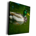 3dRose Mallard Duck Floating Gracefully - Museum Grade Canvas Wrap (cw_22256)