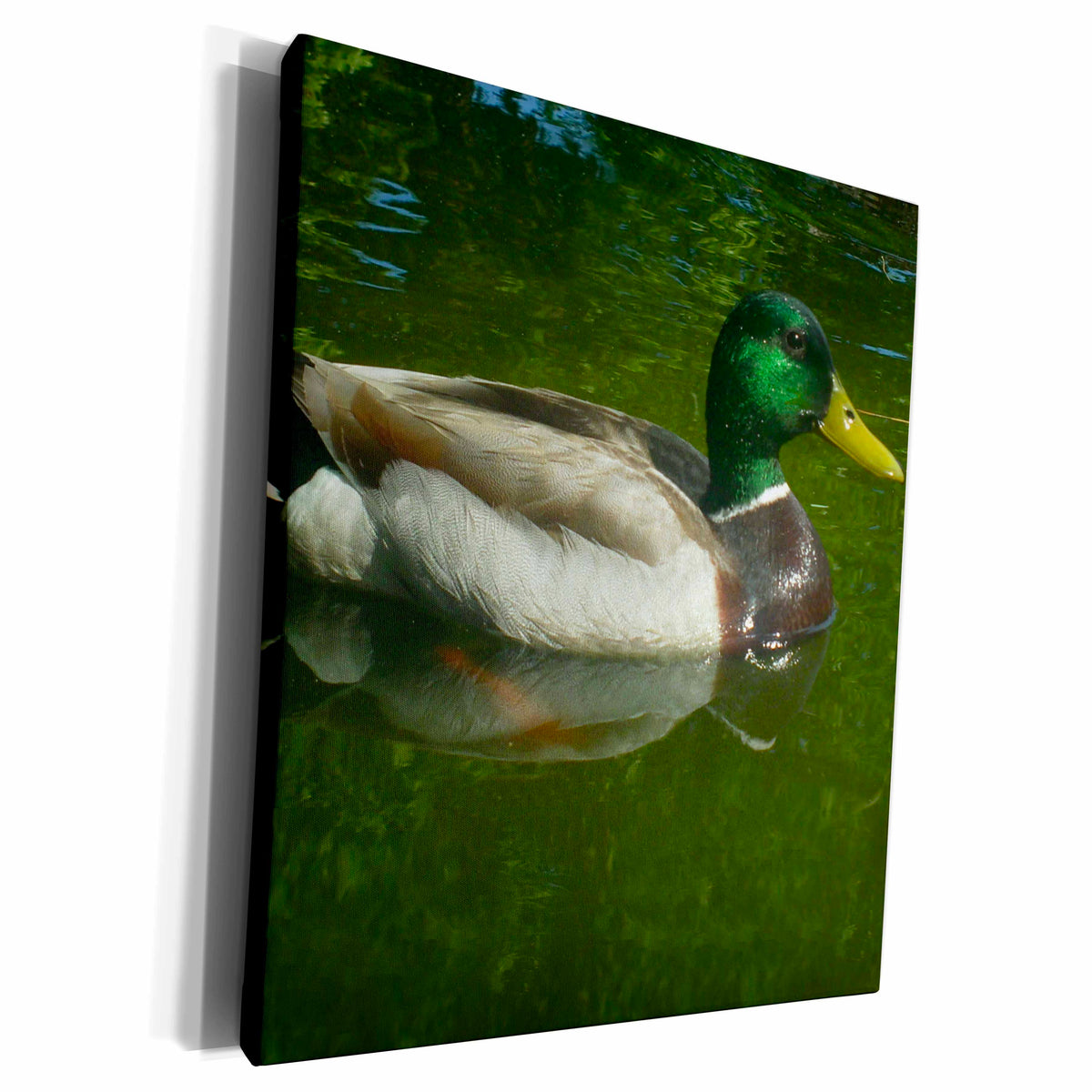 3dRose Mallard Duck Floating Gracefully - Museum Grade Canvas Wrap (cw_22256)
