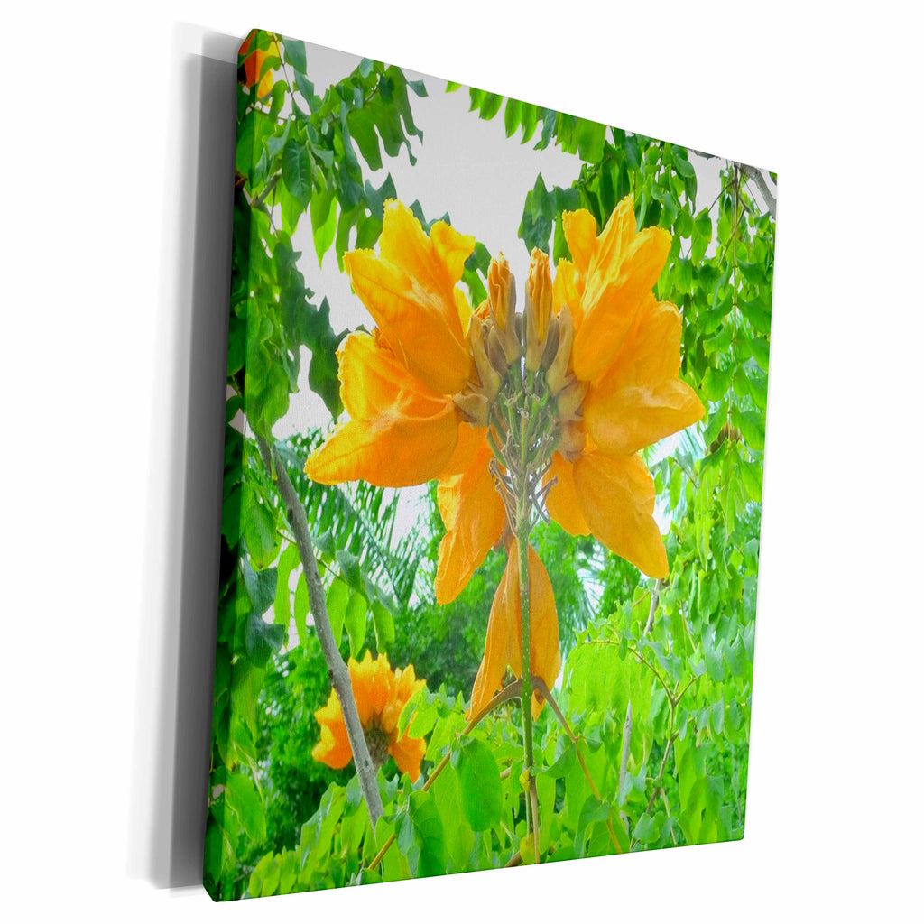 3dRose Florene Flower - Image Of Asian Orange Flowering Tree - Museum Grade Canvas Wrap (cw_223034)