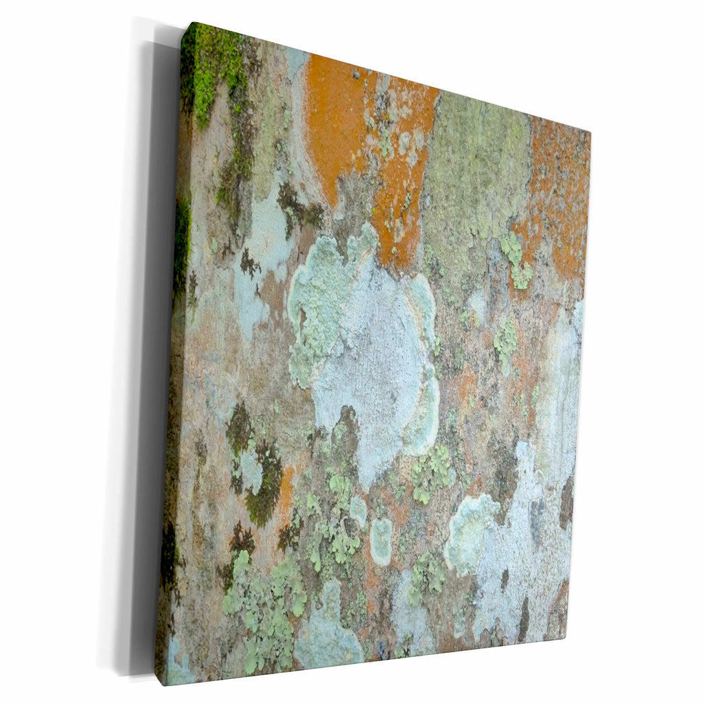 3dRose Image Of Macro Of Florida Tree Trunk Which Looks Like... - Museum Grade Canvas Wrap (cw_223049)