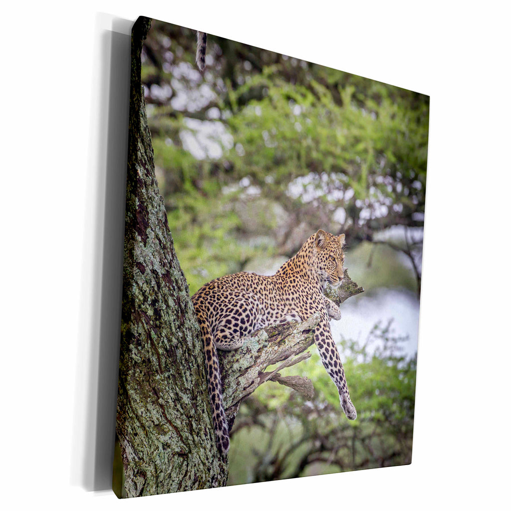 3dRose Leopard reclining on tree branch stump. - Museum Grade Canvas Wrap (cw_225153)