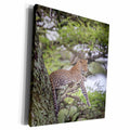 3dRose Leopard reclining on tree branch stump. - Museum Grade Canvas Wrap (cw_225153)