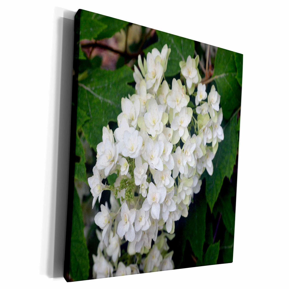 3dRose Oakleaf Hydrangea White Flowering Bush - Museum Grade Canvas Wrap (cw_22548)