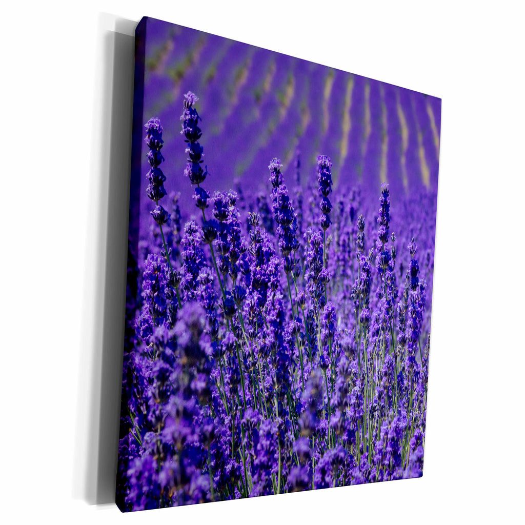 3dRose Lavender farm, Furano, Hokkaido Prefecture - Museum Grade Canvas Wrap (cw_225871)