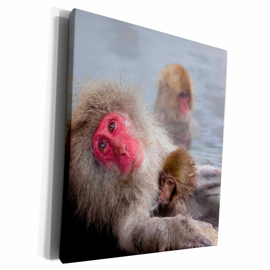 3dRose Japanese macaque, Snow monkey, Joshin-etsu NP, Honshu - Museum Grade Canvas Wrap (cw_225881)