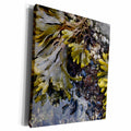 3dRose British Columbia, Portland Island. Bladderwrack... - Museum Grade Canvas Wrap (cw_226871)
