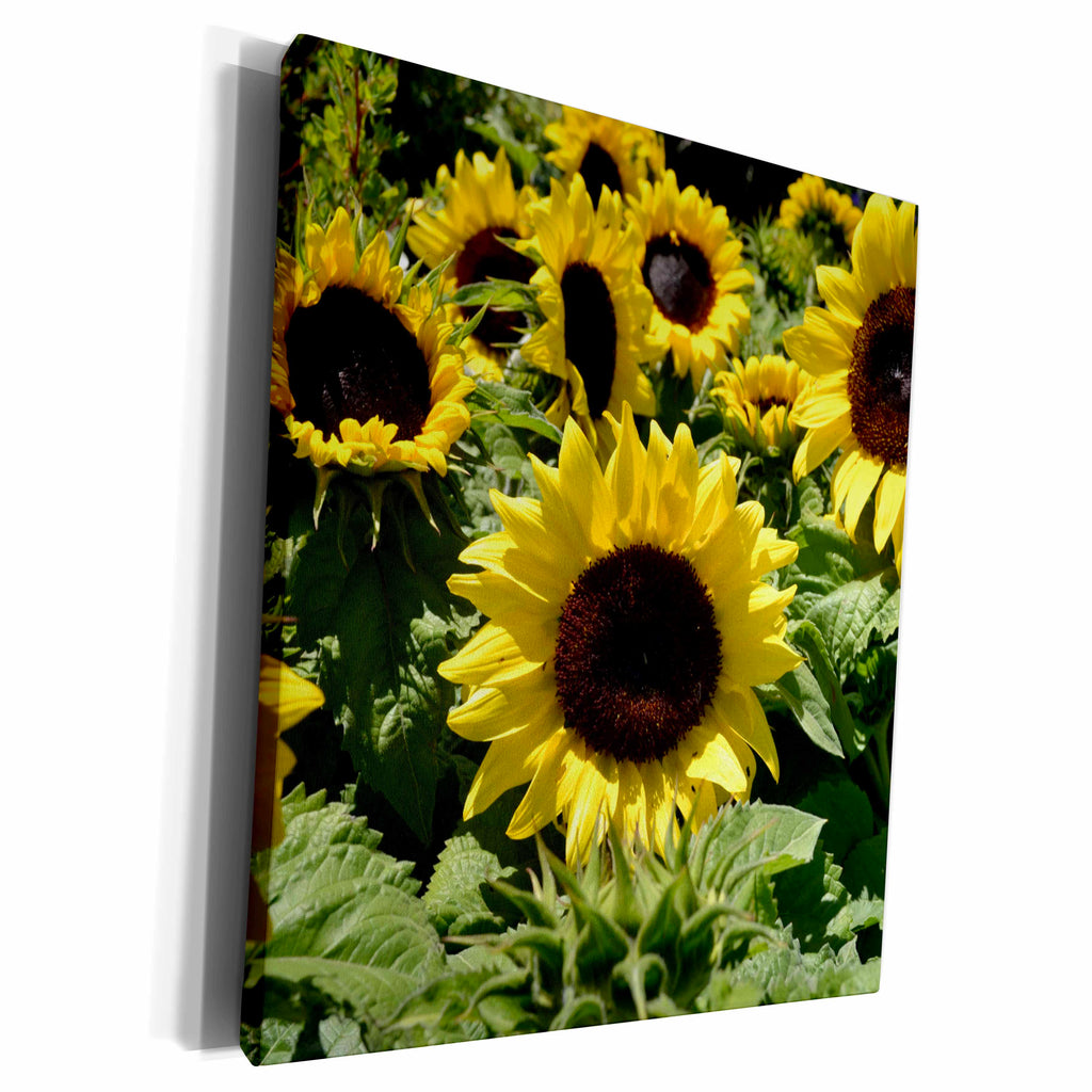 3dRose Patricia Sanders Flowers - sunflowers - Museum Grade Canvas Wrap (cw_22692)