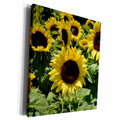 3dRose Patricia Sanders Flowers - sunflowers - Museum Grade Canvas Wrap (cw_22692)