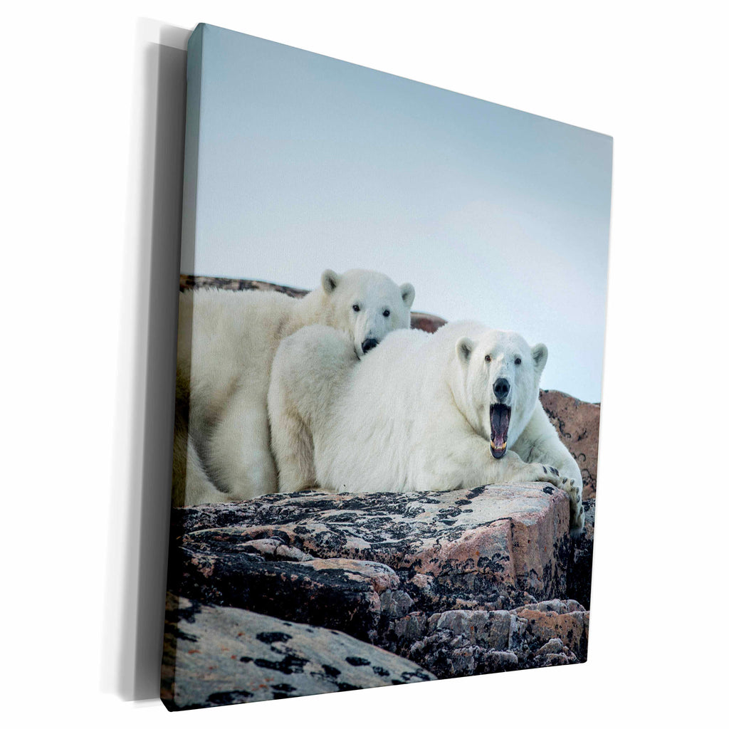 3dRose Canada, Polar Bear and cub resting - Museum Grade Canvas Wrap (cw_226967)