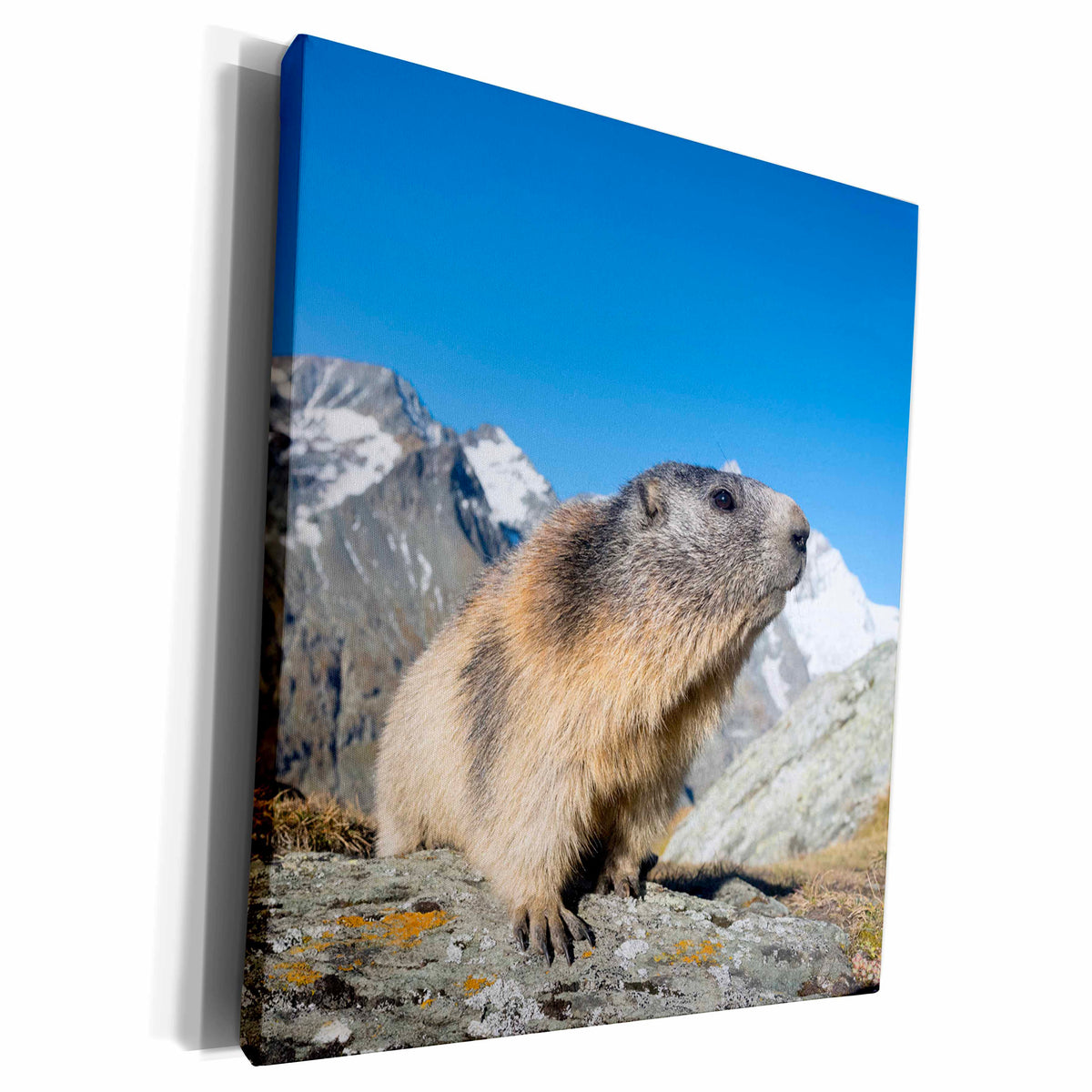 3dRose Alpine Marmot, Mount Grossglockner. Austria - Museum Grade Canvas Wrap (cw_227013)