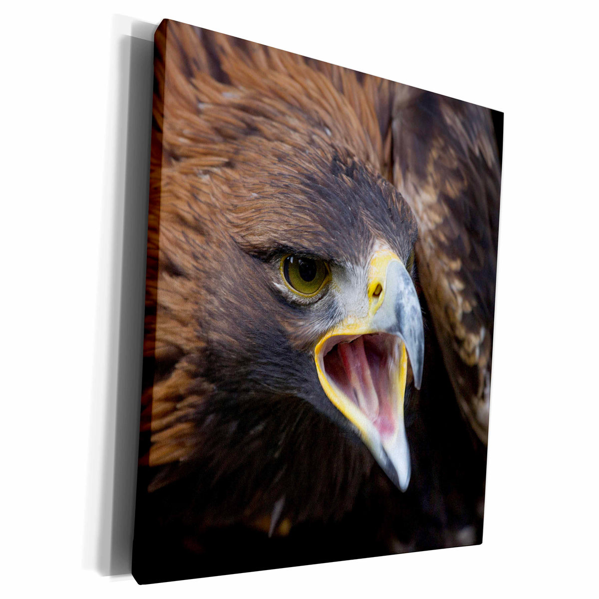 3dRose Liberec, Sychrov. Golden Eagle - Museum Grade Canvas Wrap (cw_227160)