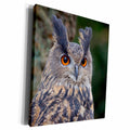3dRose Czech Republic, Liberec. Eagle owl - Museum Grade Canvas Wrap (cw_227164)