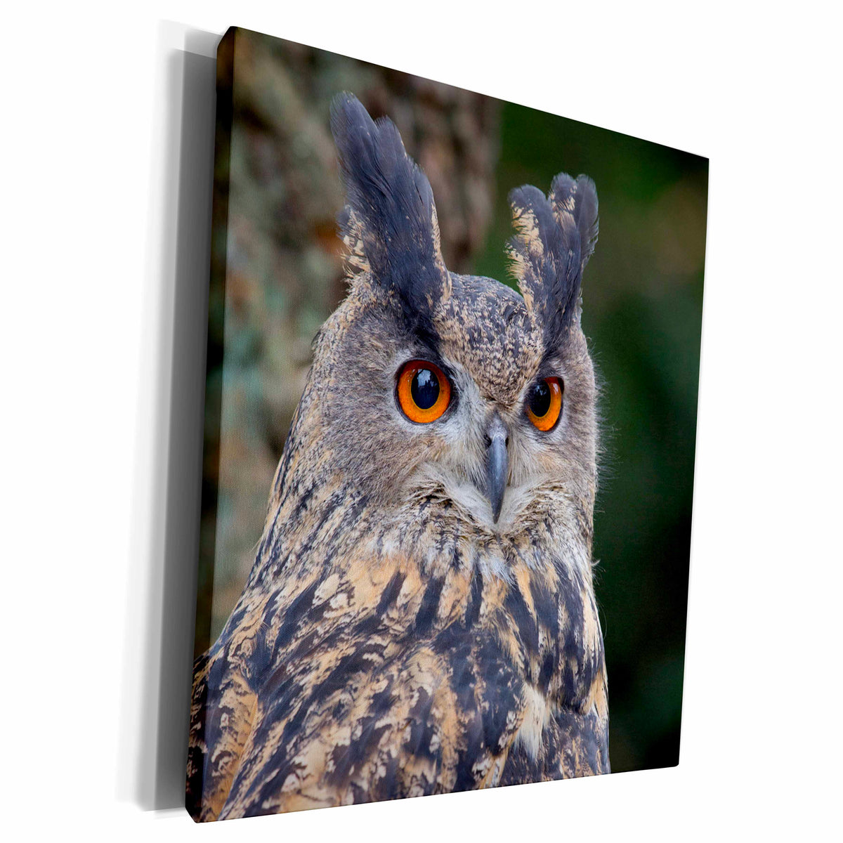 3dRose Czech Republic, Liberec. Eagle owl - Museum Grade Canvas Wrap (cw_227164)