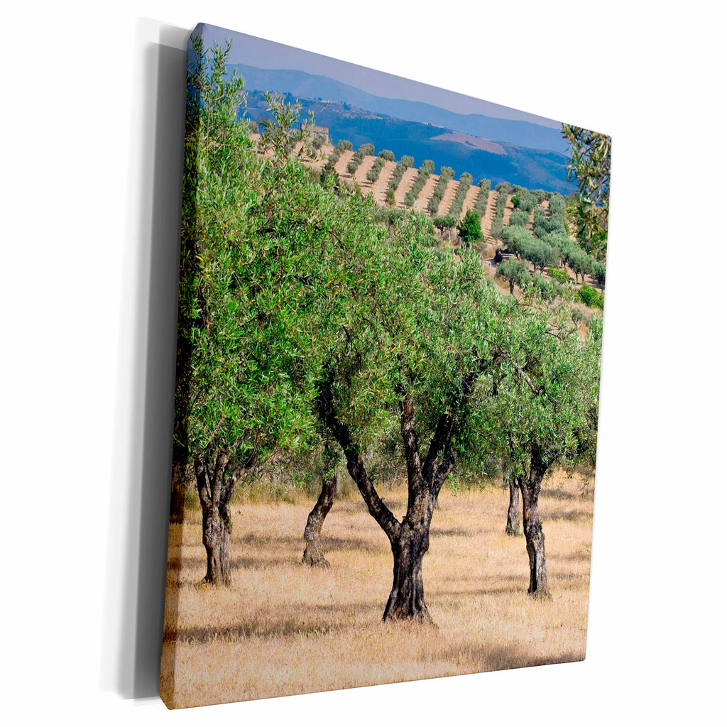 3dRose Olive Orchards, Portugal - Museum Grade Canvas Wrap (cw_227860)