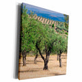 3dRose Olive Orchards, Portugal - Museum Grade Canvas Wrap (cw_227860)