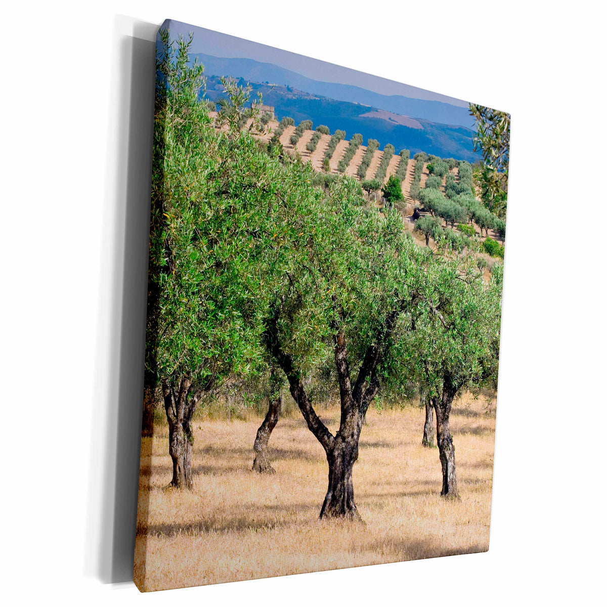 3dRose Olive Orchards, Portugal - Museum Grade Canvas Wrap (cw_227860)
