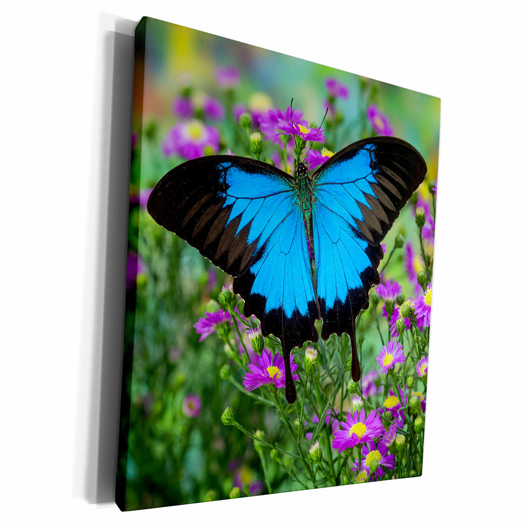 3dRose Swallowtail of Australia, Papilio Ulysses - Museum Grade Canvas Wrap (cw_228347)