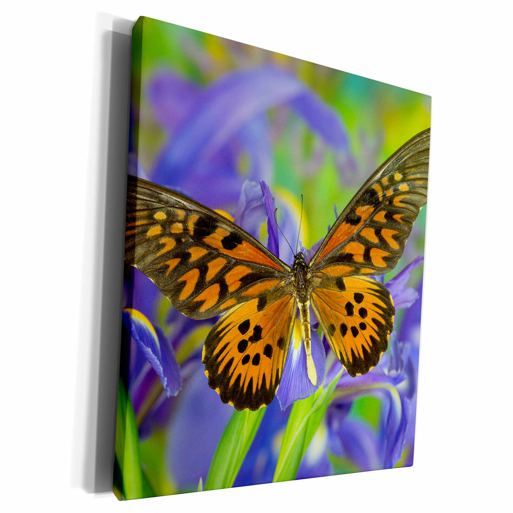 3dRose The Giant African Swallowtail Butterfly, Papilio... - Museum Grade Canvas Wrap (cw_228391)