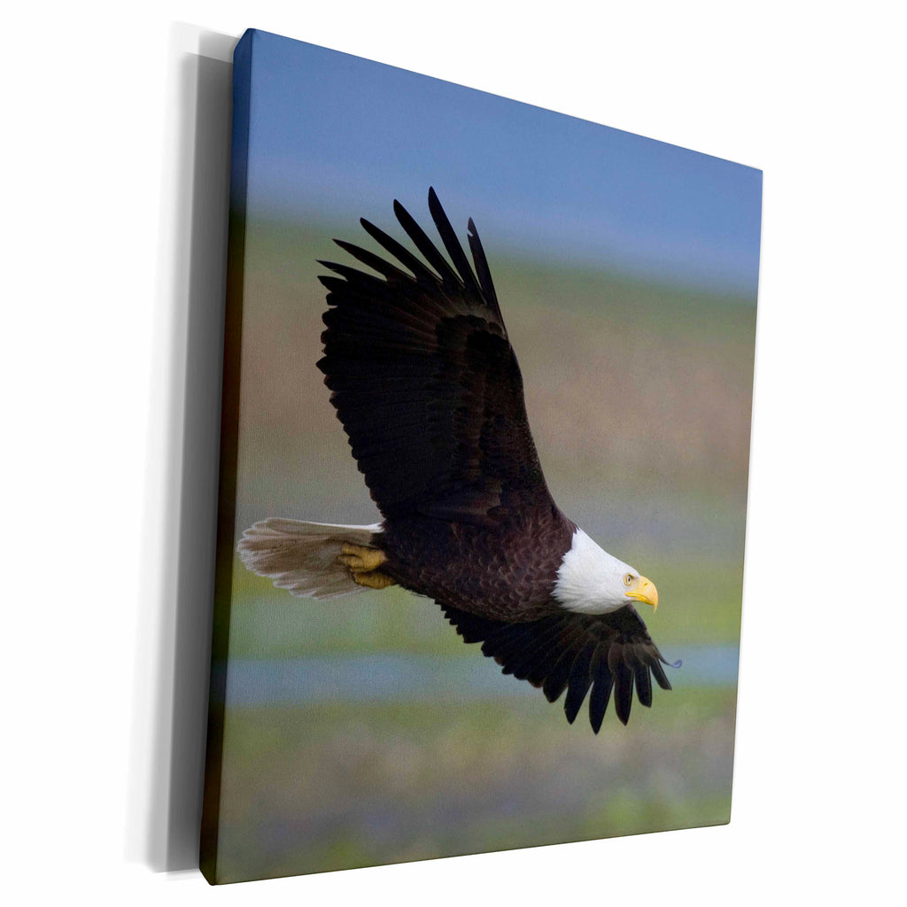 3dRose Bald Eagle, wings spread - Museum Grade Canvas Wrap (cw_228418)