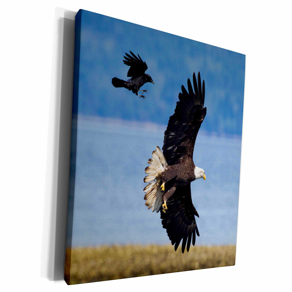 3dRose Crow attacking Bald Eagle - Museum Grade Canvas Wrap (cw_228422)