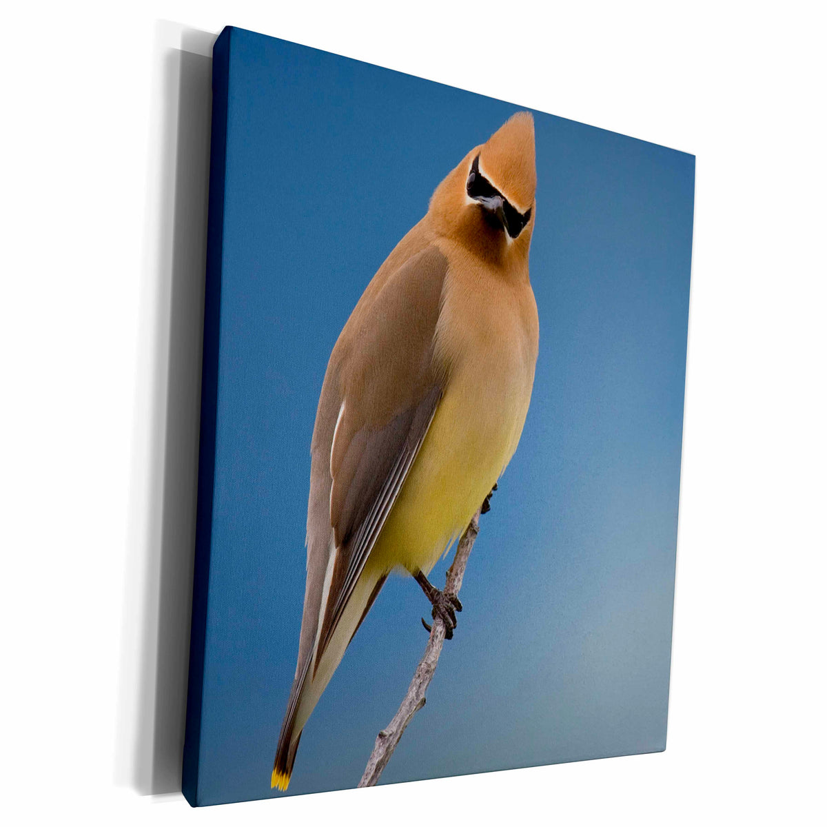 3dRose Cedar Waxwing, a curious stare - Museum Grade Canvas Wrap (cw_228427)