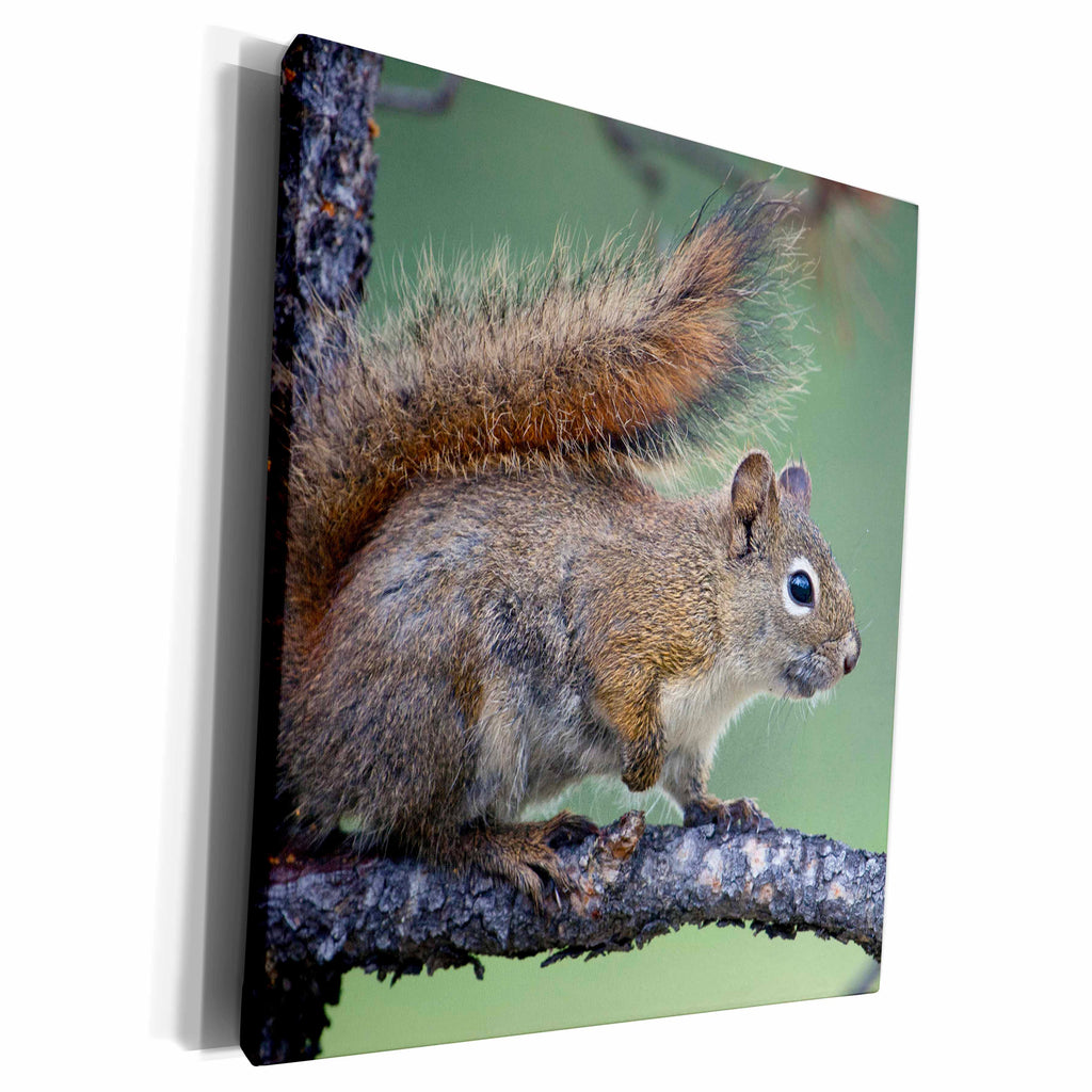 3dRose Danita Delimont - Squirrels - Red Squirrel - Museum Grade Canvas Wrap (cw_228435)