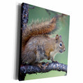 3dRose Danita Delimont - Squirrels - Red Squirrel - Museum Grade Canvas Wrap (cw_228435)