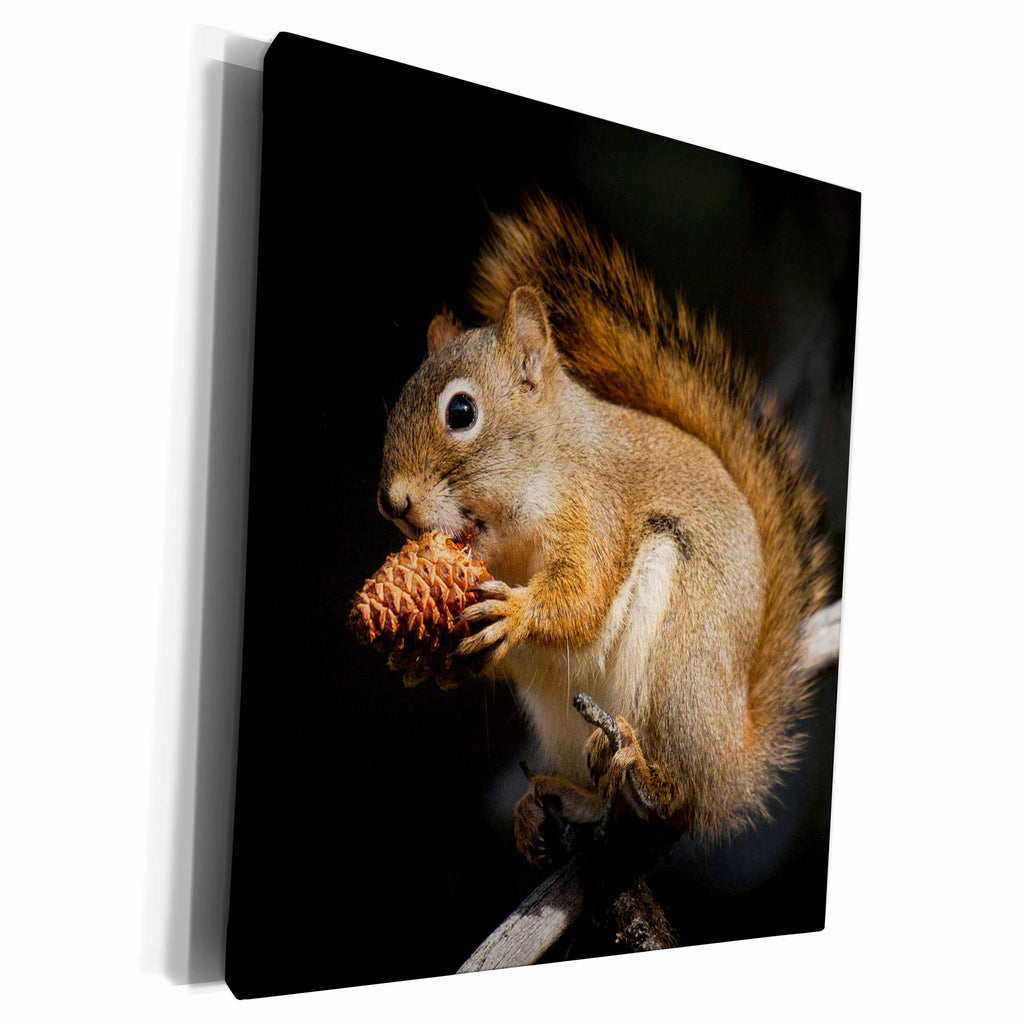 3dRose Red Squirrel Eating Pine Nut - Museum Grade Canvas Wrap (cw_228436)