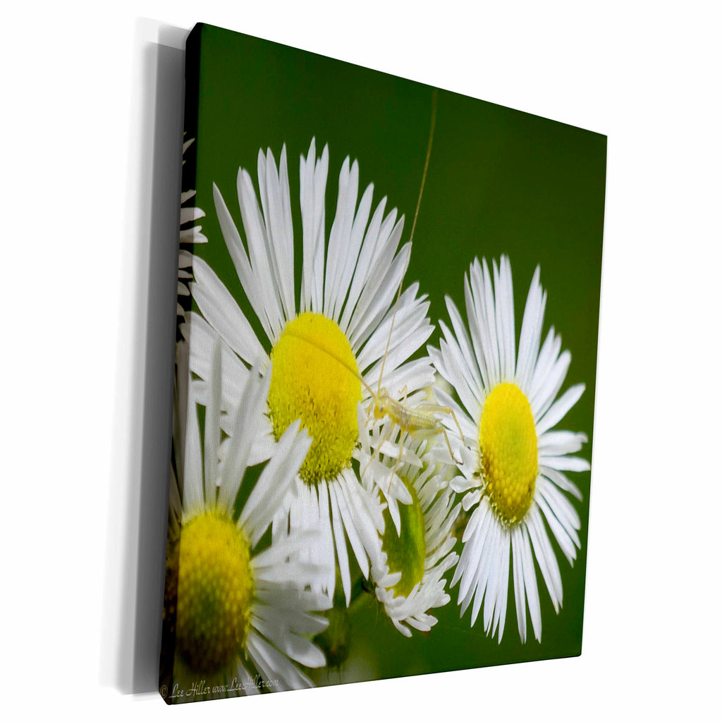 3dRose Wildflower Daisy Fleabane - Museum Grade Canvas Wrap (cw_22865)
