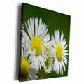 3dRose Wildflower Daisy Fleabane - Museum Grade Canvas Wrap (cw_22865)