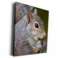 3dRose Squirrel Peeling A Nut - Museum Grade Canvas Wrap (cw_22867)