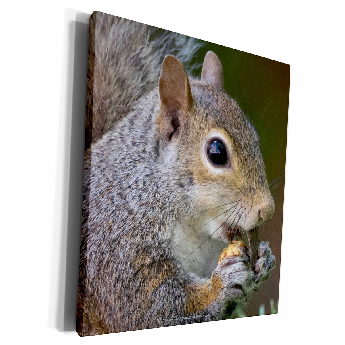 3dRose Squirrel Peeling A Nut - Museum Grade Canvas Wrap (cw_22867)