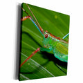 3dRose Katydid, Tettigoniidae, Yasuni, Amazon Rainforest,... - Museum Grade Canvas Wrap (cw_228865)