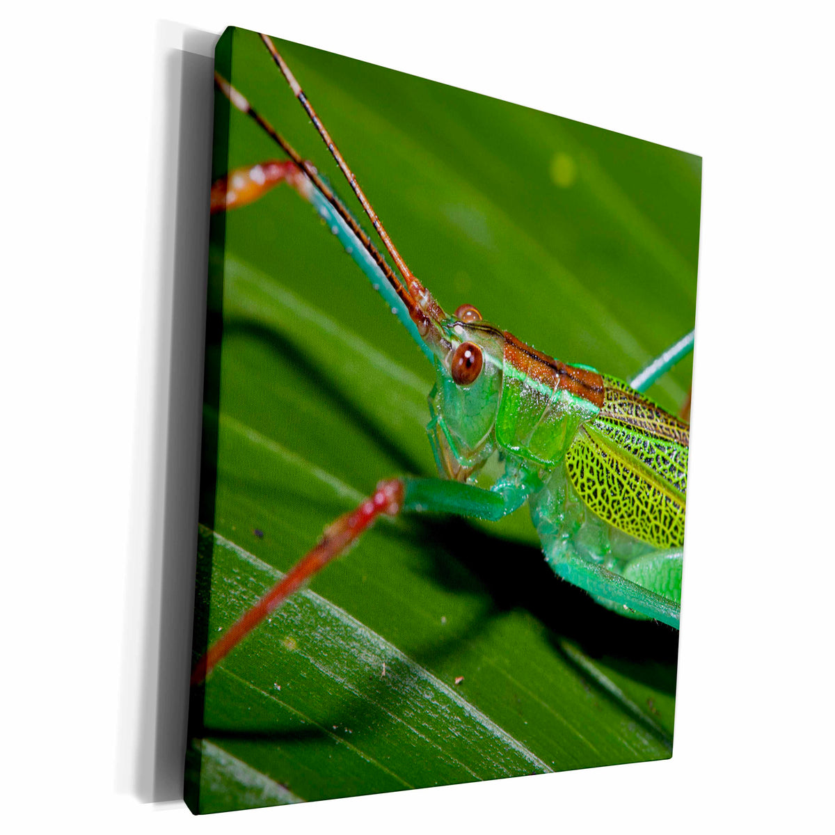 3dRose Katydid, Tettigoniidae, Yasuni, Amazon Rainforest,... - Museum Grade Canvas Wrap (cw_228865)