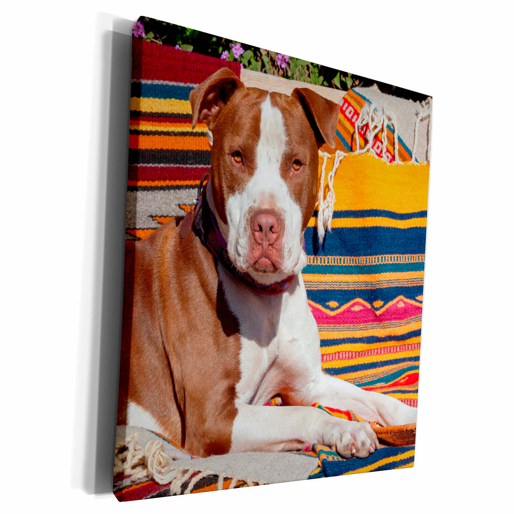 3dRose American Pit Bull lying on blankets - Museum Grade Canvas Wrap (cw_230308)