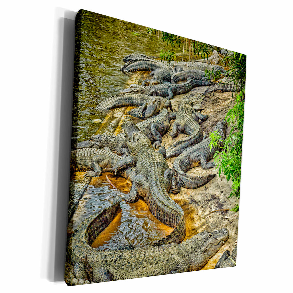 3dRose A congregation of alligators, Florida. - Museum Grade Canvas Wrap (cw_230521)